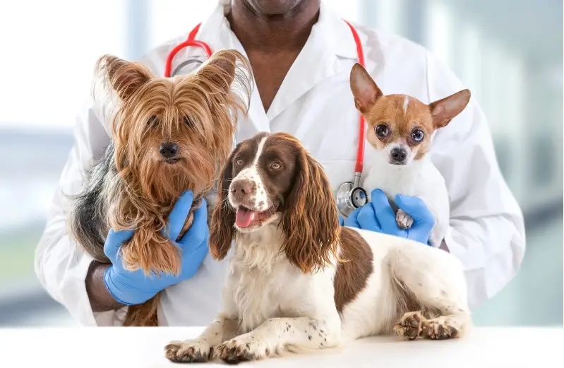 How Much is actually Pet Health Insurance